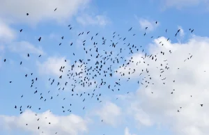 Agresywne ptaki rzucają się na ludzi. Sceny jak z horroru