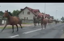 Stado koni pędziło po trasie. Ze stadniny w Golejewku uciekły konie.