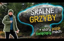 Fascynujące Góry Stołowe - BIOturbacja, świecący mech i stary pająk