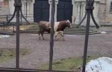 Ciężkowice: Byk biegał ulicami miasta. Interweniowała policja