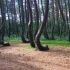 Polski Krzywy Las światowym fenomenem. Leśnicy starają się go odtworzyć