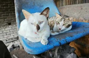 Nowa Zelandia chce wytępić bezpańskie koty - 2,4 mln do 2050 roku