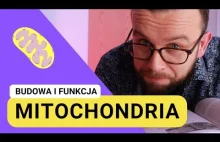 Budowa i funkcje mitochondrium