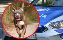 Amstaff pogryzł 2,5-latkę w Wałbrzychu