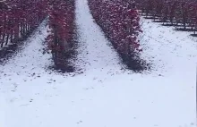 Smutny obrazek z Sandomierza - ludzie nie zbierają jabłek, bo się nie opłaca.