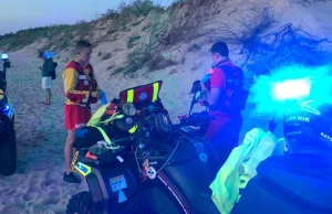 Atak łosia na plaży w Łazach. Kopnął mężczyznę w głowę - Polsat News
