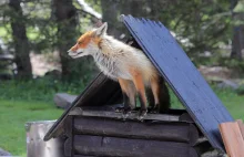 Wścieklizna powróciła. Wyznaczono obszar zagrożenia. Jest w nim kilkanaście gmin