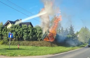 Pożar koło Zielonej Góry. Od grilla zapaliły się tuje. Płonęły jak zapałki