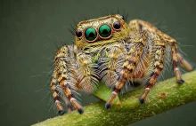 Pająk wegetarianin. Woli nektar od mięsa owadów