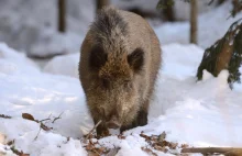 Dzik z ASF to sabotaż? Minister rolnictwa: został podrzucony