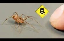 Rozsnuwacz Plujący - pajączek, który pluje jadem na ofiary