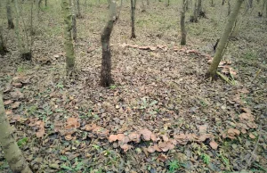 Czarcie kręgi w lesie koło Gorzowa