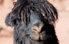 Sztuczna inteligencja nie zabierze Ci pracy