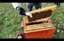 Jak zrobić szybki przegląd wiosenny? - podstawy pszczelarstwa