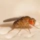 Entomolog: muszka owocówka to alkoholik