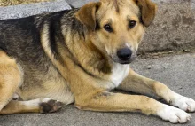 Pies pilnuje mu hurtowni, więc wrzucił go w koszty. Fiskus reaguje