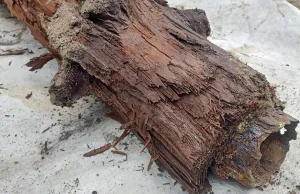 W Bytomiu odkryto drewniany wodociąg. Przetrwał pod ziemią ponad 100 lat!