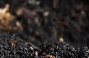 How Do Red Worms Make Compost?