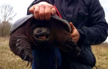 Ogromny żółw jaszczurowaty znaleziony pod Warszawą. Mógł być groźny dla ludzi