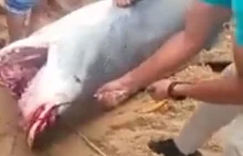 Tragedia nad Morzem Czerwonym brutalny atak rekina na oczach turystów. Co napraw