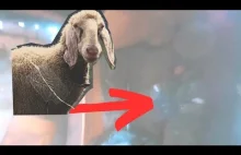 GO PRO- Zbłąkana rosyjska owieczka znaleziona przez żołnierzy UKRAINY- Firs