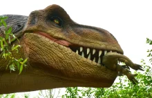 Polska górą. Dino jest już większe niż Carrefour