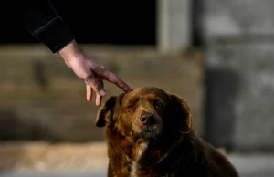 Zmarł najstarszy pies świata, od lat zmagał się ze skutkami wylewu