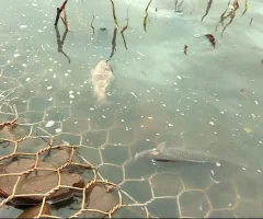 Skażona rzeka na Pomorzu. Wyłowiono setki martwych ryb
