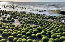 Dziwne znalezisko nad Bałtykiem. Plaża pokryta zielonymi kulkami