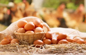 Czy warto kupować swojskie jajka? Jakie są ceny takich jaj?