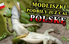 MODLISZKI Polują na Węże, Myszy, a Nawet Ptaki - Skąd Wzięły się w Polsce?