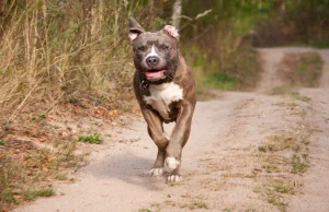 Amstaff zaatakował i pogryzł dziewczynkę w Jarocinie