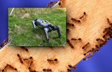 Robot kontra inwazyjne owady. Cyberpies poluje na jadowite mrówki