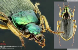 Systemy obrony chemicznej chrząszczy z rodziny biegaczowatych