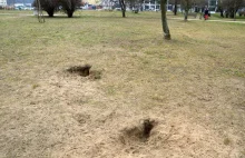 W centrum Stalowej Woli duży pies dewastuje trawnik kopiąc doły