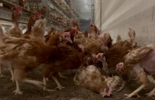 Zdychy. Koszmar kur u największego producenta jaj w UE. Stosy martwych zwierząt