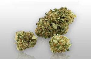 Galaxy Walker OG 18% THC - Nowa odmiana medycznej marihuany już w aptekach!