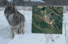 Wilki z okolic Czarnobyla mogą pomóc walczyć z rakiem