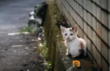 Planują pobić rekord Guinnessa w… pomaganiu bezdomnym kotom! Możesz pomóc!