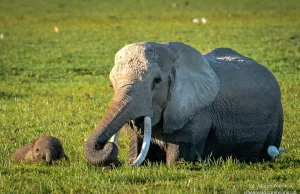 Amboseli: Park Narodowy ze słoniami i Kilimandżaro w tle