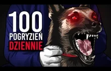 Epidemia pogryzień przez psy