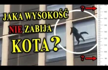 Z Jakiej Wysokości Może Bezpiecznie Spaść KOT?