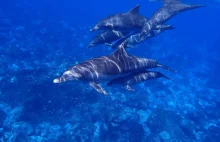 Delfiny - Naukowcy Odkrywają Nowe Umiejętności U Tych Fascynujących Ssaków