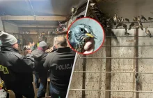 Włoch więził polskie ptaki. Policja pokazuje nagranie