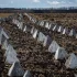 Łotwa zaczęła kopać rowy przeciwczołgowe na granicy z Rosją