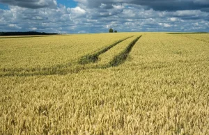 Brak kontroli nad sprzedażą gruntów rolnych. Rolnicy biją na alarm