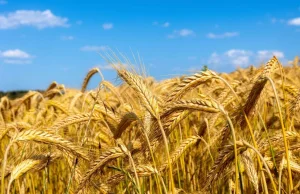 KGS: Elewarr w obliczu nadpodaży i spadku cen zbóż