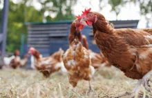 Polska poparła nową unijną umowę handlową z Ukrainą