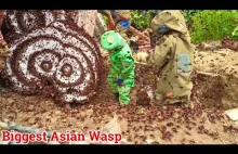 Biggest Asian Wasp - Szerszeń azjatycki