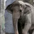 Filipiny. Nie żyje najsmutniejszy słoń na świecie